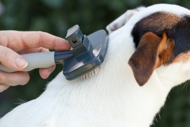 brushing dog hairs