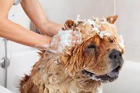 shampooing a dog