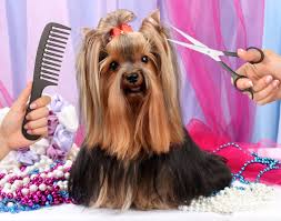 trimming dog hairs