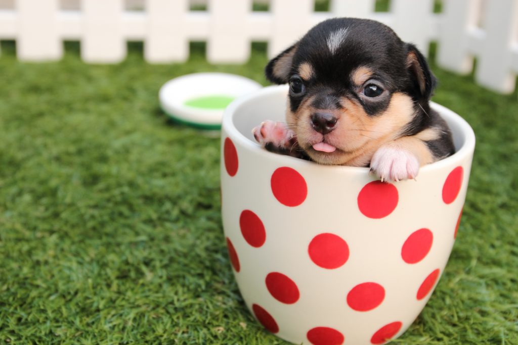 cute puppy