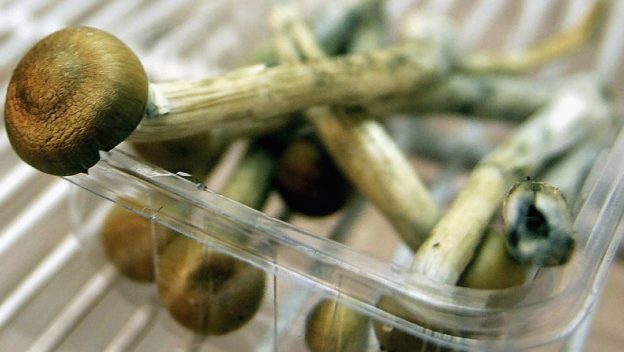 magic mushroom