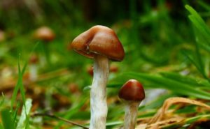 psilocybin