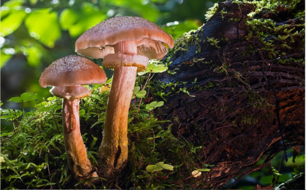 shroom