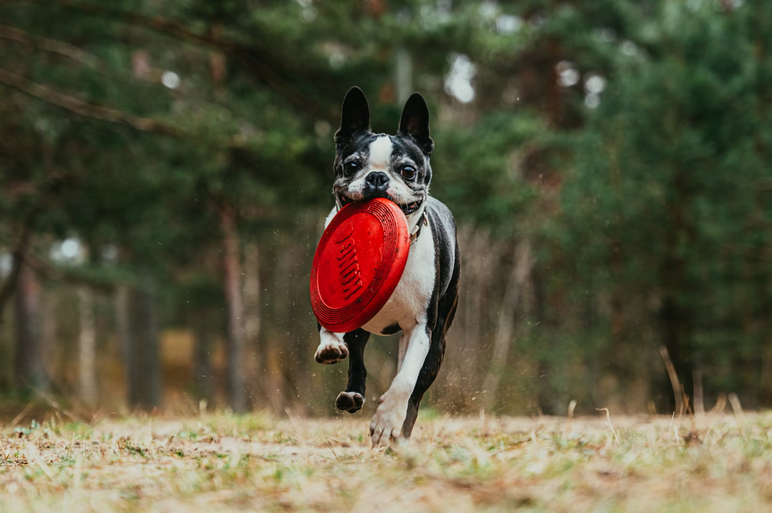 frisbee